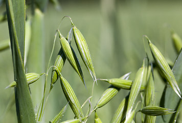 Image showing oat mug w