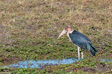 Image showing Marabou storks, Chobe Botswana Africa wildlife