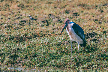 Image showing Marabou storks, Chobe Botswana Africa wildlife