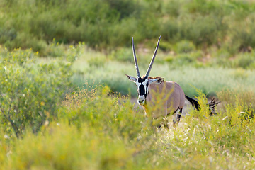 Image showing Gemsbok, Oryx gazelle in Kalahari