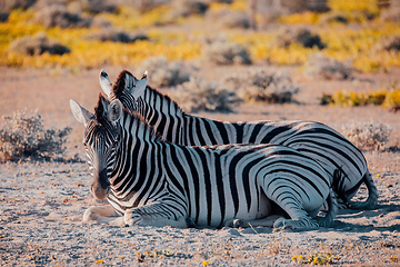 Image showing Zebra in bush, Namibia Africa wildlife