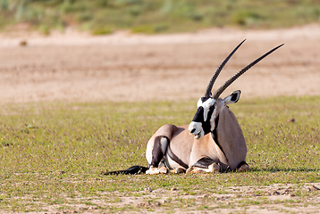 Image showing Gemsbok, Oryx gazelle in Kalahari