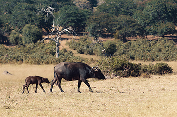 Image showing Cape Buffalo with calf at Chobe, Botswana safari wildlife