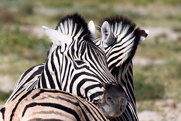 Image showing zebra calf in Etosha Namibia wildlife safari