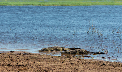 Image showing Nile Crocodile in Chobe river, Botswana