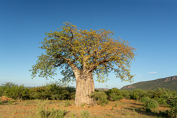 Image showing beautiful tree Baobab (Adansonia) in North Namibia