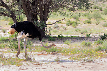 Image showing Ostrich, in Kalahari,South Africa wildlife safari