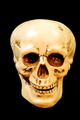 Image showing Skull