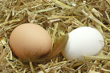 Image showing Eggs in the Nest