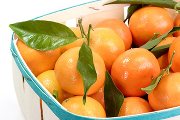 Image showing Tangerines