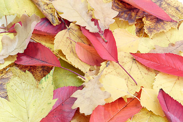 Image showing Autumn Leaves