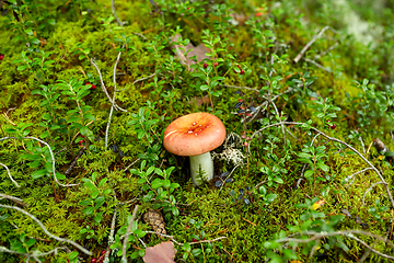 Image showing russule mushroom growing in autumn forest