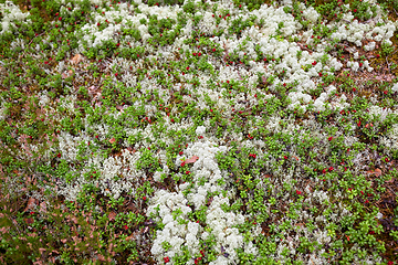 Image showing close up of lingonberries growing in forest