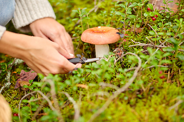 Image showing young woman picking mushrooms in autumn forest