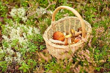 Image showing close up of mushrooms in basket in forest