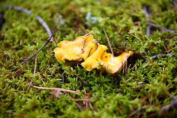 Image showing chanterelle mushroom growing in autumn forest