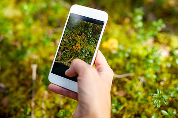 Image showing hand using smartphone to identify mushrooms