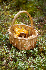 Image showing close up of mushrooms in basket in forest