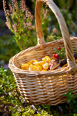 Image showing close up of mushrooms in basket in forest