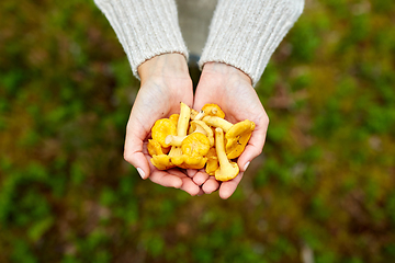 Image showing close up of woman holding chanterelle mushrooms