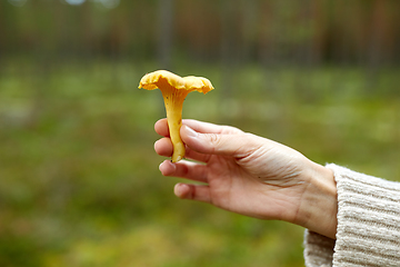 Image showing close up of woman holding chanterelle mushroom