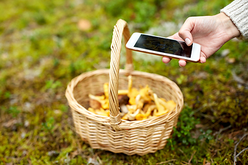 Image showing hand with smartphone and mushrooms in basket