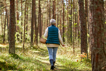 Image showing senior woman picking mushrooms in autumn forest