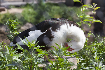 Image showing black and white duck