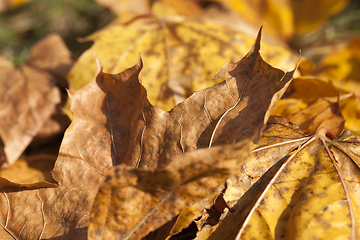 Image showing Yellow foliage, autumn