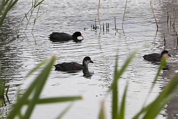 Image showing duck and ducklings