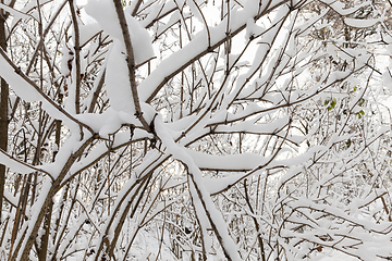 Image showing snow-covered branches of young trees