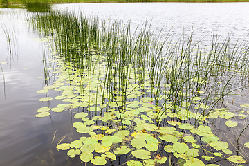 Image showing lake water lilies