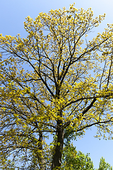 Image showing beautiful flowering maple