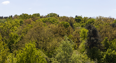 Image showing mixed forest