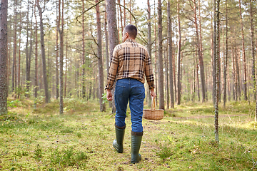 Image showing man with basket picking mushrooms in forest