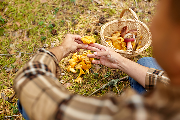 Image showing man with basket picking mushrooms in forest