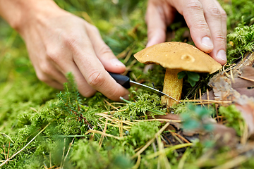 Image showing close up of man picking mushrooms in autumn forest