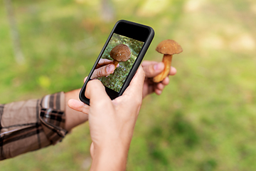 Image showing hands using smartphone app to identify mushroom