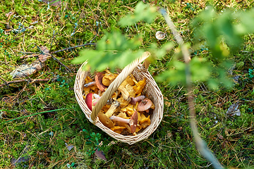 Image showing close up of mushrooms in basket in forest