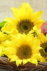 Image showing Sunflower Blooms