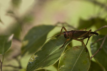 Image showing grasshopper