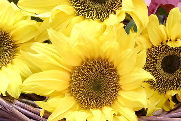 Image showing Sunflower Blossoms