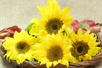 Image showing Sunflowers