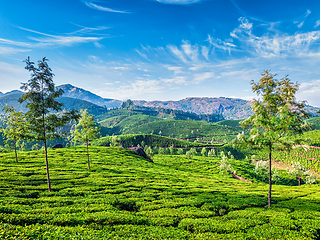 Image showing Tea plantations, Munnar, Kerala state, India