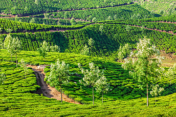 Image showing Tea plantations in the morning, India