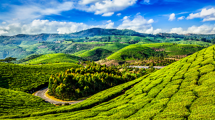 Image showing Green tea plantations in Munnar, Kerala, India