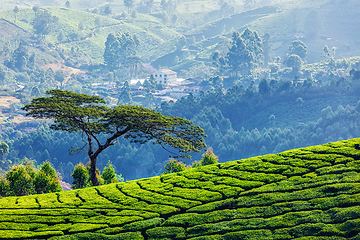 Image showing Tree in tea plantations