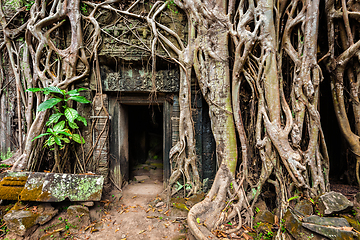 Image showing Ancient ruins of Ta Prohm temple, Angkor, Camb