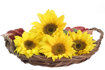 Image showing Sunflowers in a Basket