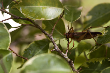 Image showing grasshopper